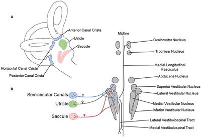 Effects of Noise Exposure on the Vestibular System: A Systematic Review